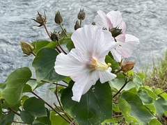 Hibiscus makinoi