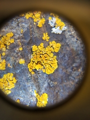 Polycauliona brattiae