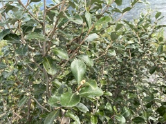 Elaeagnus oldhamii