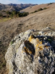 Polycauliona brattiae