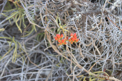 Kalanchoe linearifolia