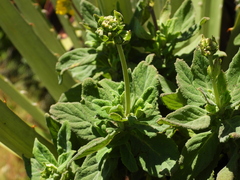 Calceolaria integrifolia