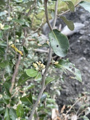 Elaeagnus oldhamii