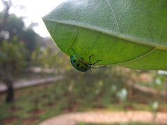 Chrysocoris