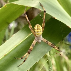 Argiope picta