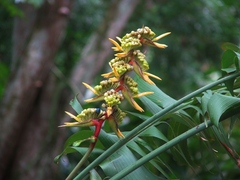 Heliconia aurantiaca