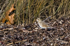 Passerculus sandwichensis princeps