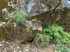 Boechera breweri shastaensis