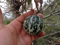 Cucurbita foetidissima