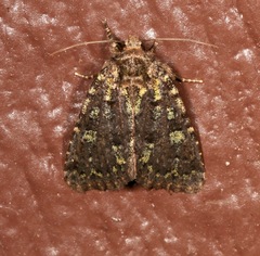 Paramiana smaragdina