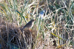Passerculus sandwichensis princeps