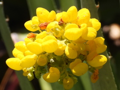 Calceolaria integrifolia