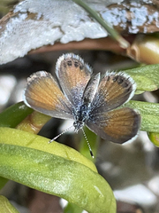 Brephidium exilis exilis