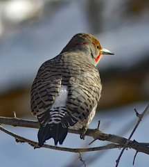 Colaptes auratus luteus × cafer