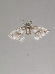 Leucinodes orbonalis