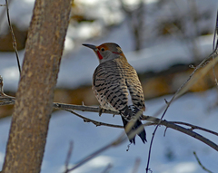 Colaptes auratus luteus × cafer