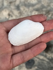 Platyodon cancellatus