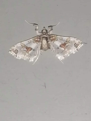 Leucinodes orbonalis