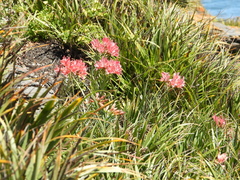 Alstroemeria ligtu