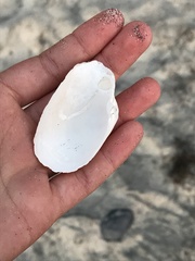 Platyodon cancellatus