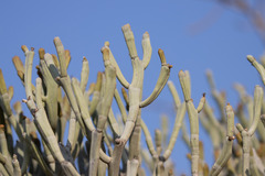 Euphorbia fiherenensis image