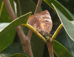 Arhopala
