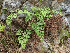 Adiantum shastense image