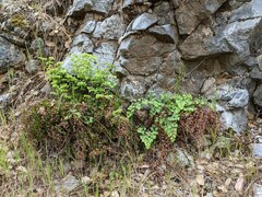 Adiantum shastense image