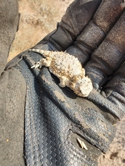 Phrynosoma platyrhinos