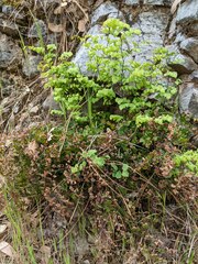Adiantum shastense