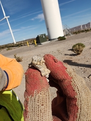 Phrynosoma platyrhinos