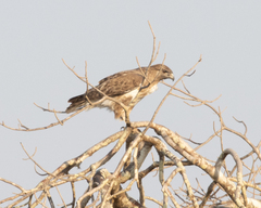 Buteo brachypterus