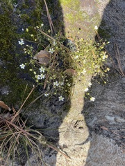 Mononeuria groenlandica