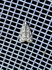 Eudonia heterosalis