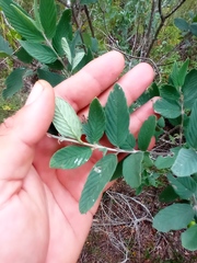 Karwinskia humboldtiana