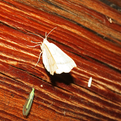 Eilicrinia subcordaria