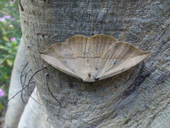 Hypopyra vespertilio