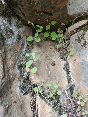 Erythranthe taylorii