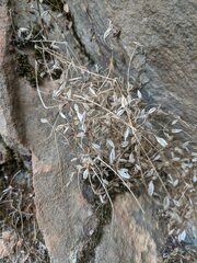 Erythranthe taylorii