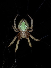 Eriophora ravilla