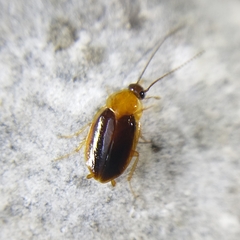 Anaplectidae
