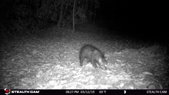 Paradoxurus hermaphroditus