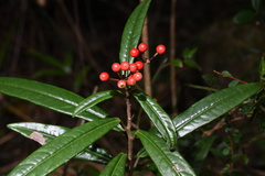 Ardisia lindleyana