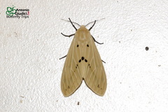 Spilosoma eldorado