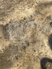 Amathia verticillata