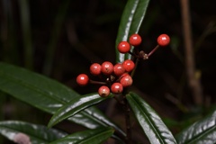 Ardisia lindleyana