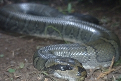 Homalopsis buccata