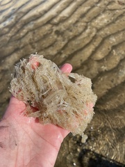 Amathia verticillata