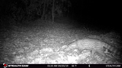 Paradoxurus hermaphroditus