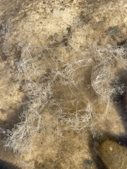 Amathia verticillata